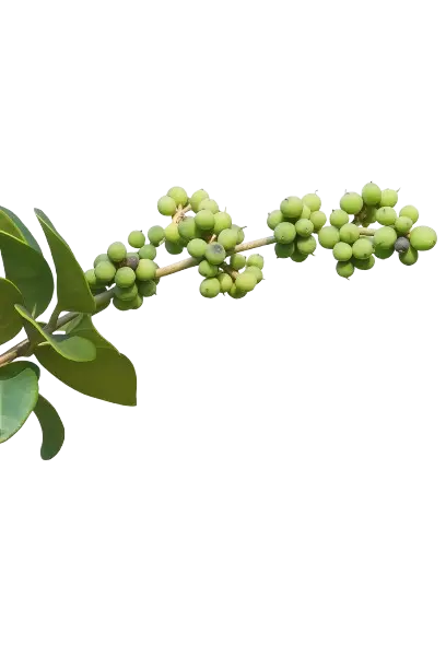 Guggul plant — key Ayurvedic ingredient