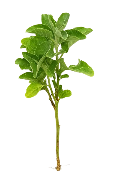 Sarala — Ayurvedic ingredient in Dooor Dard